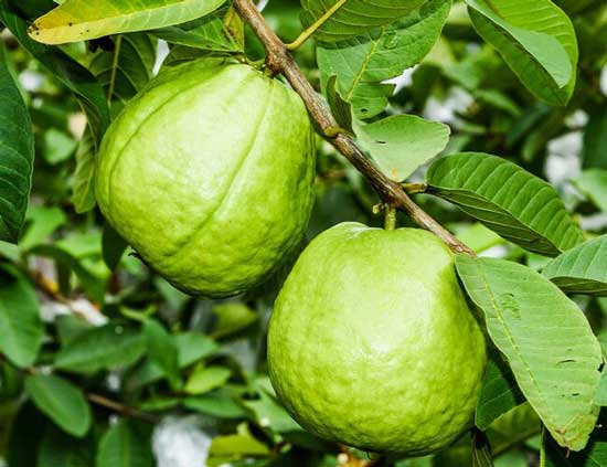 Guava Image