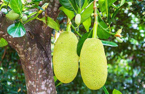 Mango Image