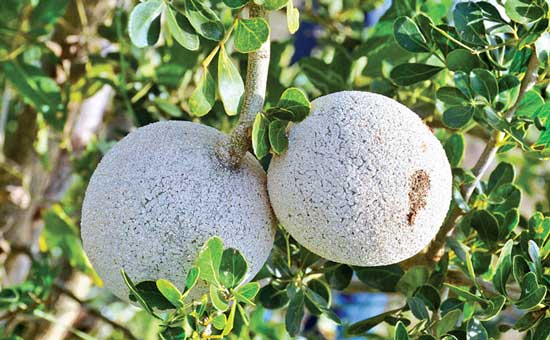 Guava Image