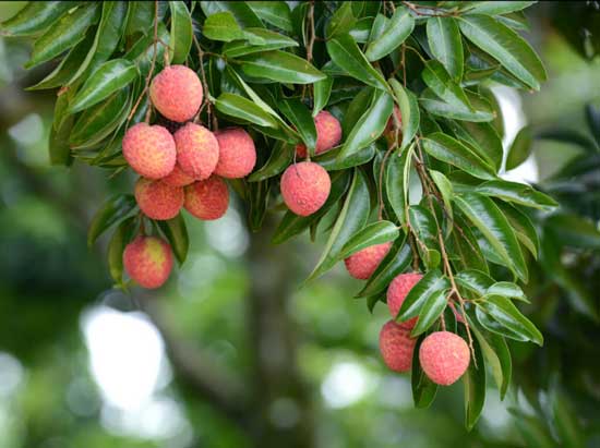 Guava Image