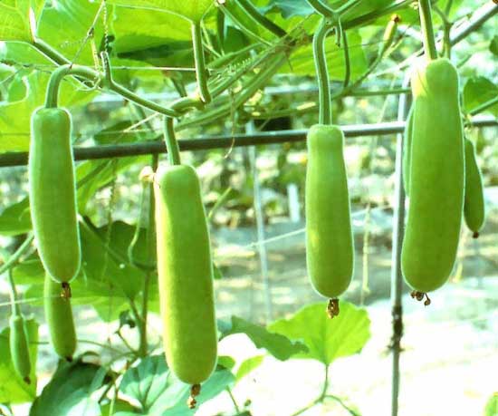 Guava Image