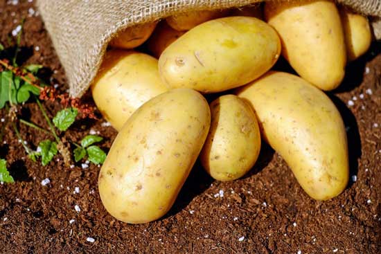 Mango Image